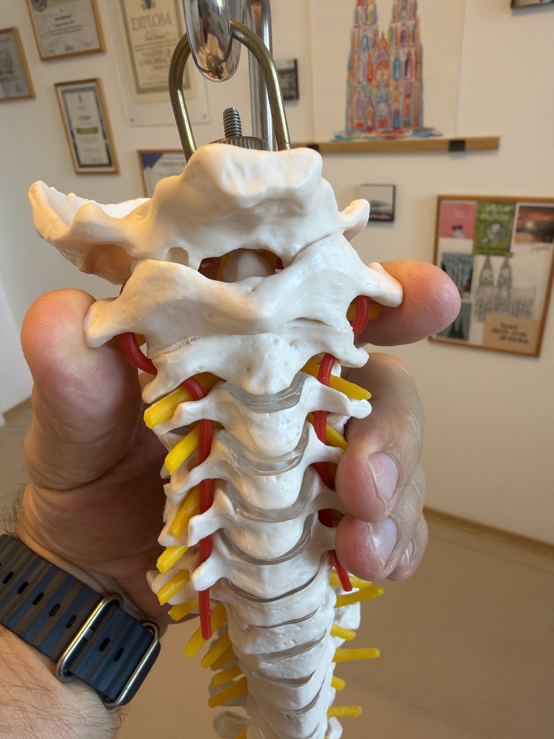 Anatomisches Modell der Halswirbelsäule mit Atlaswirbel